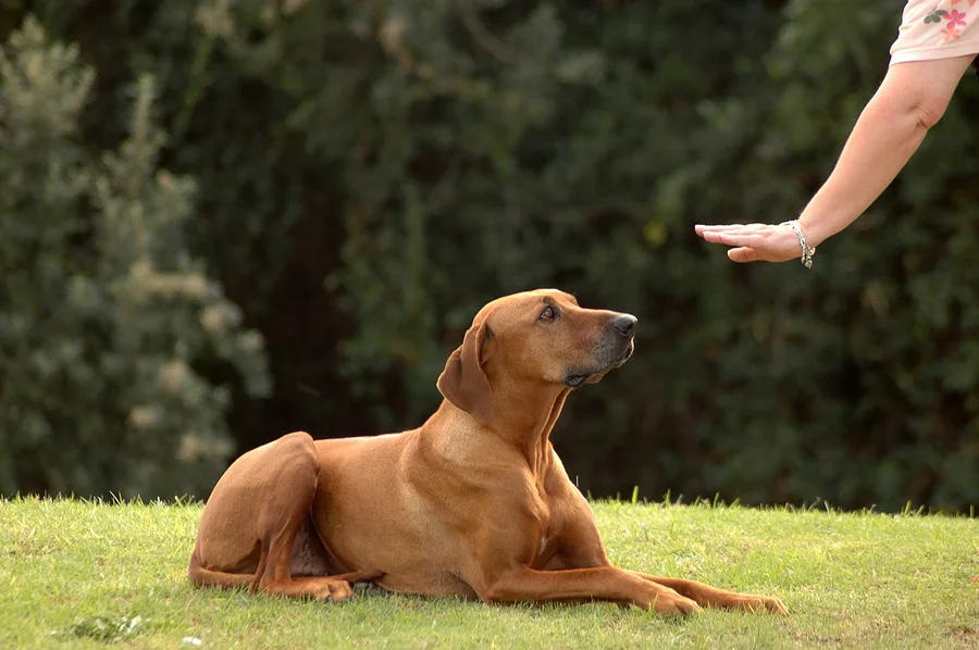 Dog training