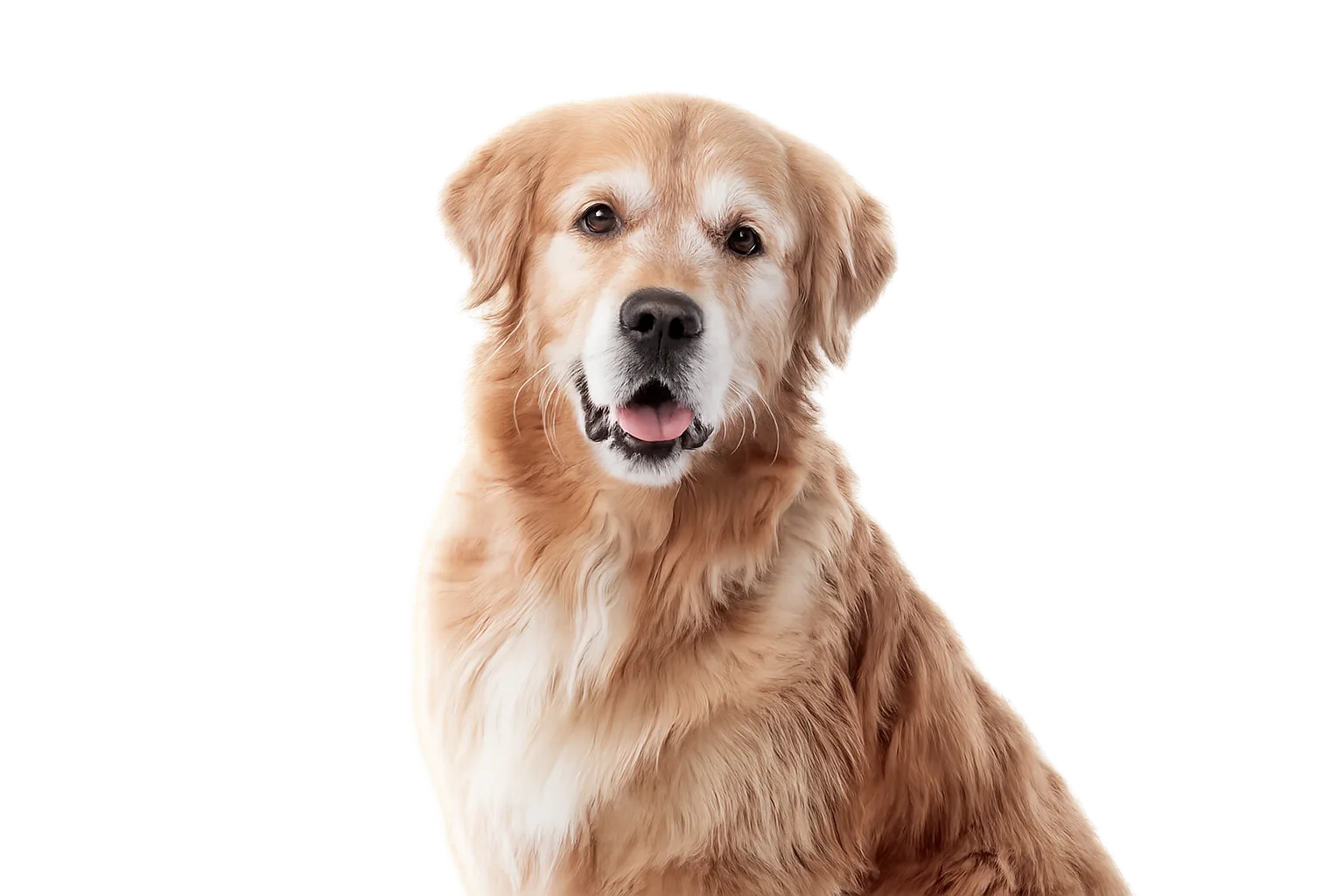 Happy dog